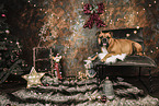 Continental Bulldog at christmas