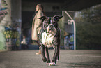 adult Continental Bulldog