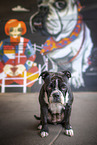 adult Continental Bulldog