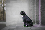 adult Continental Bulldog