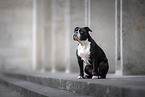 adult Continental Bulldog