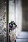 adult Continental Bulldog