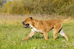 Continental Bulldog