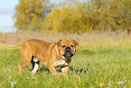 Continental Bulldog