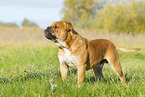 Continental Bulldog