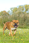 Continental Bulldog