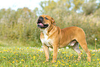 Continental Bulldog