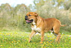 Continental Bulldog
