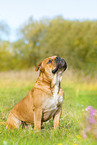 Continental Bulldog