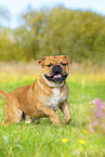 Continental Bulldog