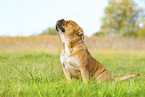 Continental Bulldog