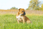 Continental Bulldog