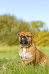 Continental Bulldog