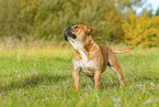Continental Bulldog