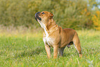Continental Bulldog