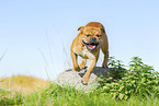 Continental Bulldog