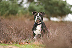 Continental Bulldog