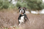 Continental Bulldog