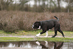 Continental Bulldog