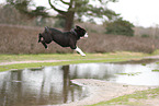 Continental Bulldog