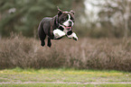 Continental Bulldog