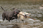 Continnental Bulldog and Frech Bulldog
