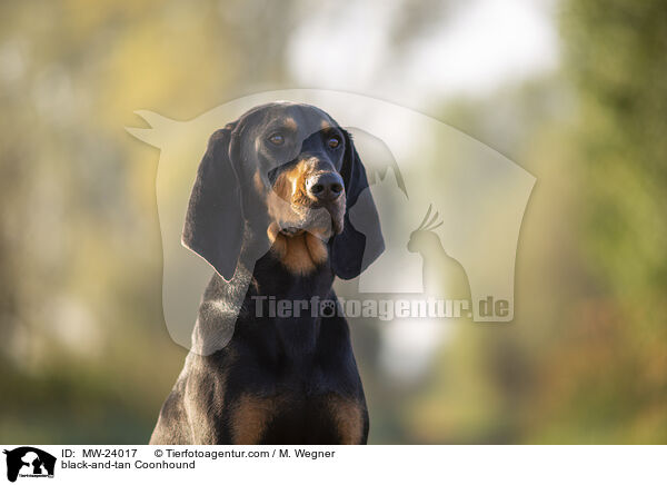 black-and-tan Coonhound / MW-24017