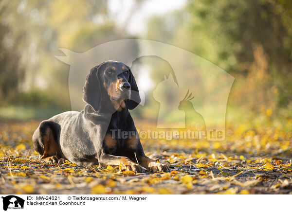 black-and-tan Coonhound / MW-24021