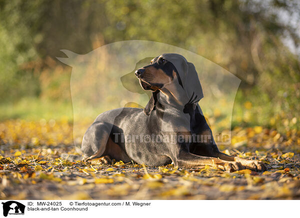 black-and-tan Coonhound / MW-24025