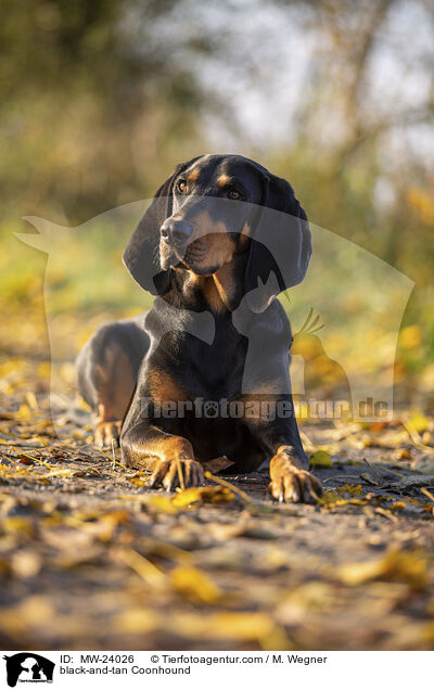 black-and-tan Coonhound / MW-24026