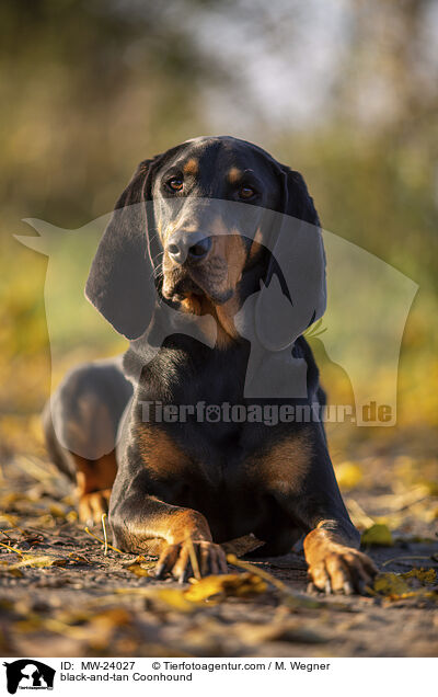 black-and-tan Coonhound / MW-24027