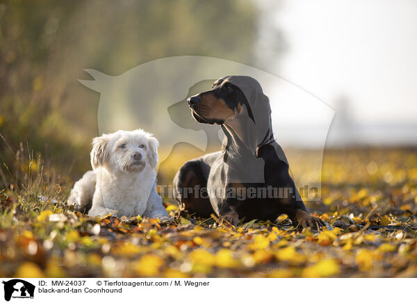 Coonhound / black-and-tan Coonhound / MW-24037