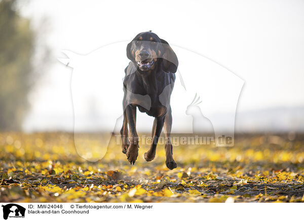 Coonhound / black-and-tan Coonhound / MW-24048