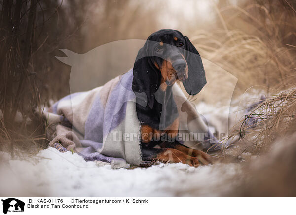 Black and Tan Coonhound / Black and Tan Coonhound / KAS-01176