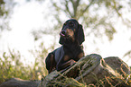 black-and-tan Coonhound