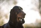 black-and-tan Coonhound