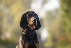 black-and-tan Coonhound