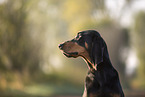 black-and-tan Coonhound