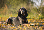black-and-tan Coonhound