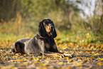 black-and-tan Coonhound
