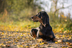 black-and-tan Coonhound
