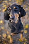 black-and-tan Coonhound