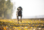 black-and-tan Coonhound