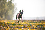 black-and-tan Coonhound