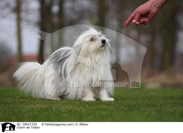 Coton de Tulear / Coton de Tulear / CR-01153