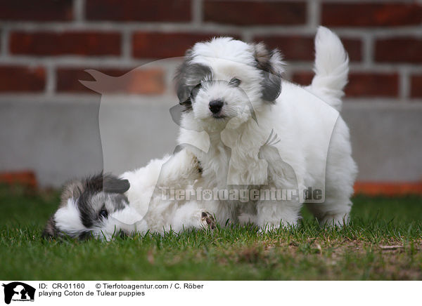 spielende Coton de Tulear Welpen / playing Coton de Tulear puppies / CR-01160