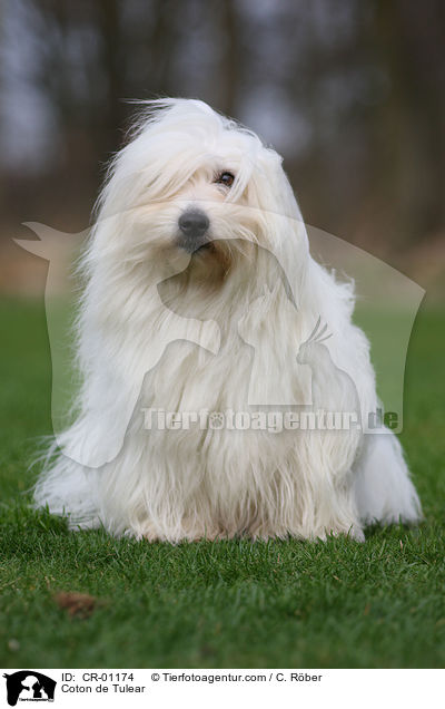 Coton de Tulear / Coton de Tulear / CR-01174