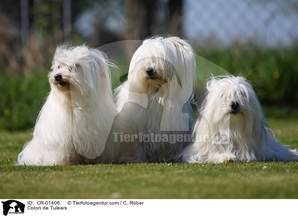 Coton de Tulears / Coton de Tulears / CR-01406