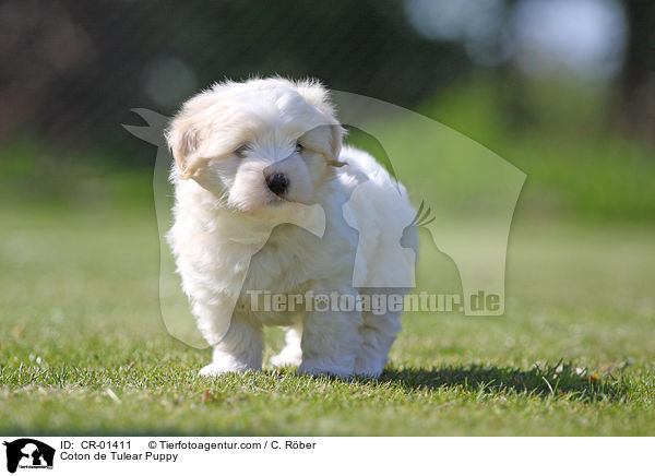 Coton de Tulear Welpe / Coton de Tulear Puppy / CR-01411