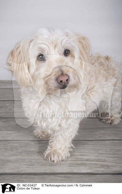 Coton de Tulear / Coton de Tulear / NC-03427